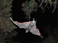 6 trouilles Cathy-50